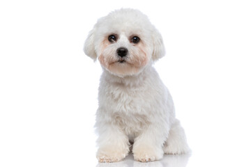 little bichon dog sitting on white background