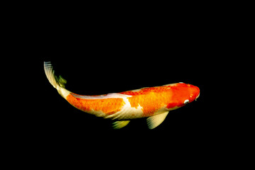 Koi fish colorful fancy a swim on isolated black background.