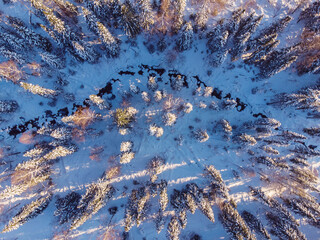 Aerial top view landscape of snow covered pine forest with river in mountains during winter