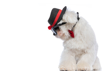 adorable bichon dog looking to his side