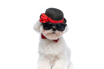 gentleman bichon dog wearing cool sunglasses