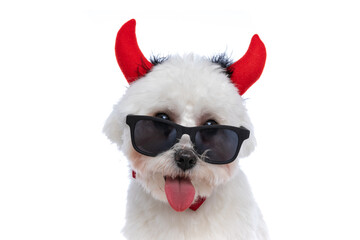 little bichon dog looking over sunglasses and wearing devil horns