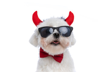 devil bichon dog sticking out tongue, wearing sunglasses