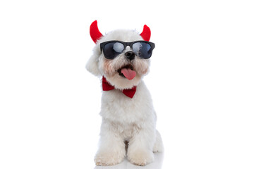 cute bichon dog wearing devil horns, sunglasses