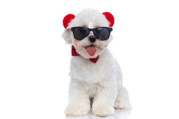 sweet bichon dog sticking out tongue, wearing fluffy ears