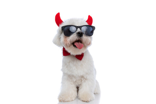 cute bichon dog wearing devil horns, sunglasses