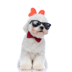 sweet bichon dog looking away, wearing cool sunglasses