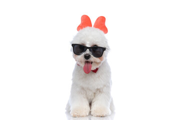 cute bichon dog wearing a butterfly headband
