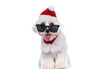 adorable bichon dog sticking out tongue, wearing sunglasses