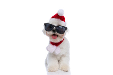 sweet little bichon dog with christmas hat