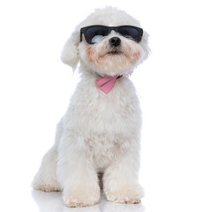 adorable bichon dog sitting on white background