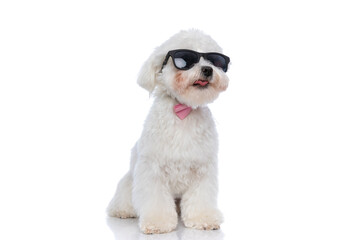 cool bichon dog wearing a pink bowtie and sunglasses