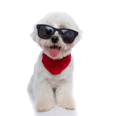 little bichon dog wearing sunglasses and bandana