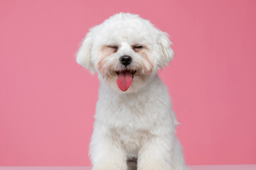 adorable bichon dog making fun of us - obrazy, fototapety, plakaty