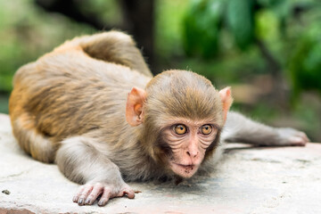 Funny looking macaque monkey animal with big eyes in a wild forest in Nepal 