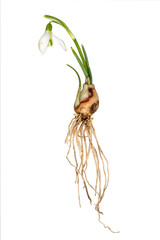 Complete single snowdrop with flower, leaves, roots and onion