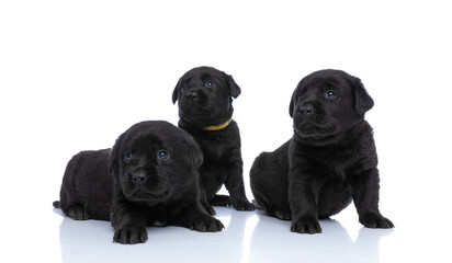lovely group of beautiful small puppies looking up and sitting