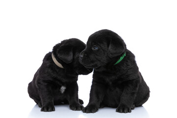 adorable couple of two labrador retriever puppies kissing and cuddling