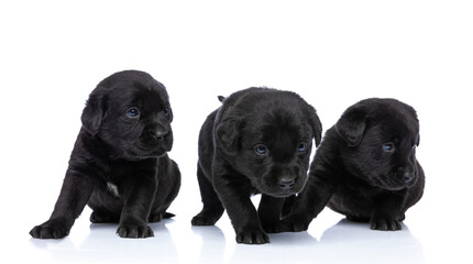 Obraz premium line of three black labrador retriever puppies looking to side