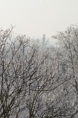Winter view of treetops in hoarfrost. Shallow depth of field