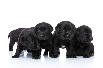 family of five little labrador retriever puppies looking around