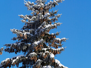 Green spruce with cones with snow and frost on a blue sky background, close-up, winter still life, Christmas card, greeting, copy space