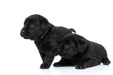 two adorable labrador retriever dogs looking to side