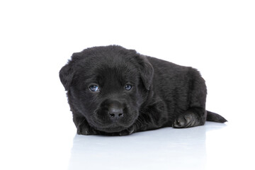 cute labrador retriever puppy looking to side and resting in studio