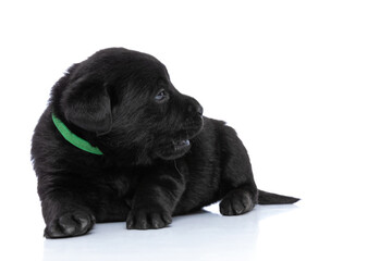 cute labrador retriever dog with green collar looking to side