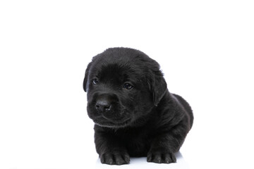 adorable labrador retriever puppy looking to side and laying down