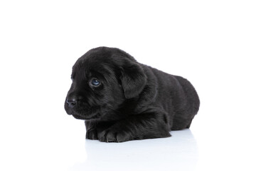 Obraz premium timid small labrador retriever dog looking to side