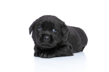scared small labrador retriever puppy looking to side