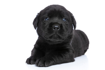 curious small labrador retriever puppy looking up