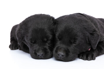 lovely group of two little labrador retriever puppies napping together