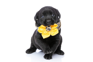 cute little labrador retriever puppy wearing flower animal printed scarf