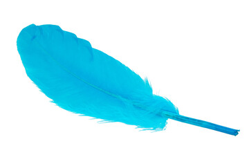 Decorative blue bird feather isolated on the white background