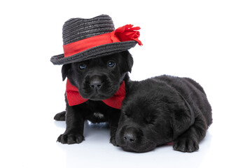super cute and elegant puppy posing next to his sleeping brother