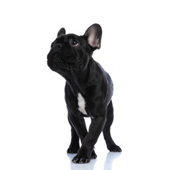 cute small french bulldog puppy looking up and standing
