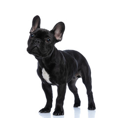 beautiful small french bulldog puppy standing on white background