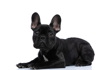 cute little french bulldog puppy looking up and laying down