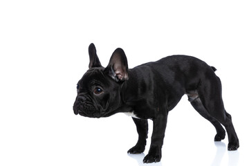 side view of timid small french bulldog puppy looking up