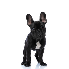 Fototapeta premium perfect picture of adorable little french bulldog on white background