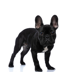 side view of cute little french bulldog puppy posing