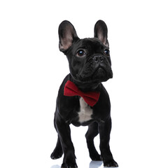 cute elegant french bulldog dog wearing red bowtie and looking up