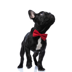 eager little french bulldog puppy with red bowtie looking up