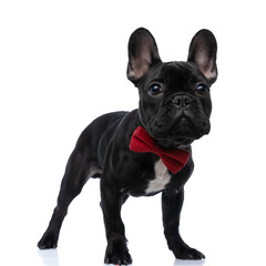 standing elegant french bulldog puppy looking up