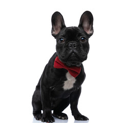 elegant frenchie puppy with red bowtie looking up