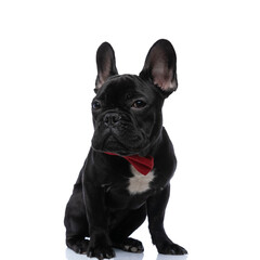 adorable little french bulldog puppy wearing red bowtie