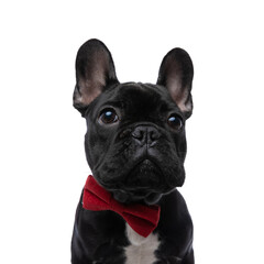 portrait of adorable elegant french bulldog puppy looking up