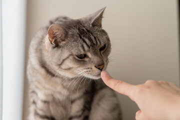 指のにおいをかぐ猫　サバトラ猫